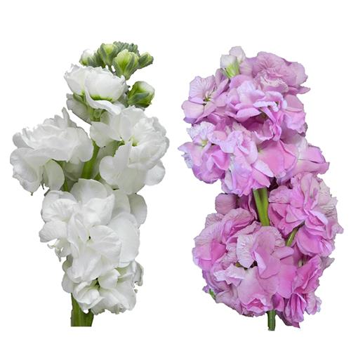 STOCK ASSORTED COLORS PINK AND WHITE
